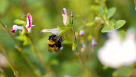 Biene-Bestäubt-Blume-Nahaufnahme