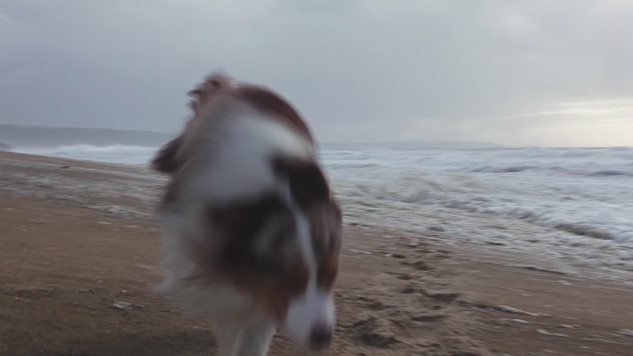호주 셰퍼드가 물 거품을 날리는 매우 강한 바람 속에서 해변을 걷고 있습니다.