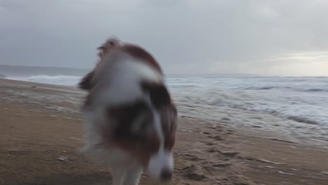 an australian shepherd walks on the beach in a very strong wind that blows the water foam