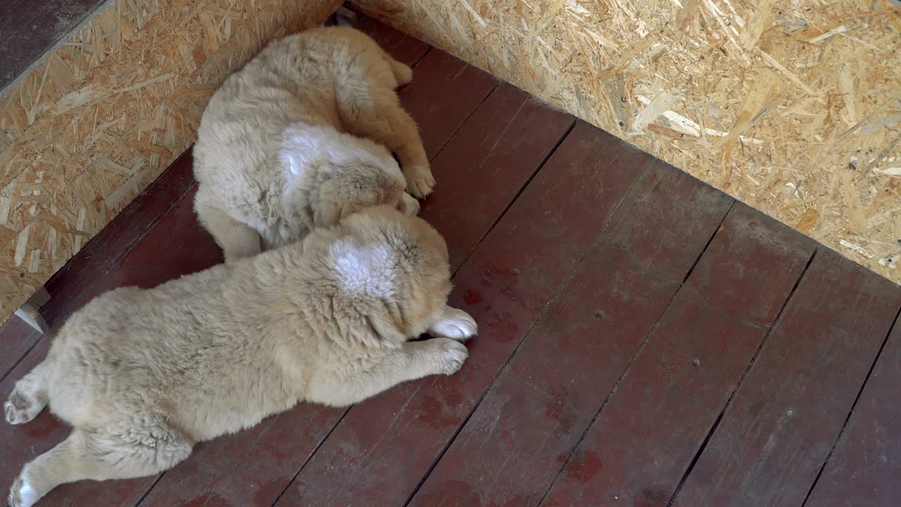 알라바이 품종의 강아지