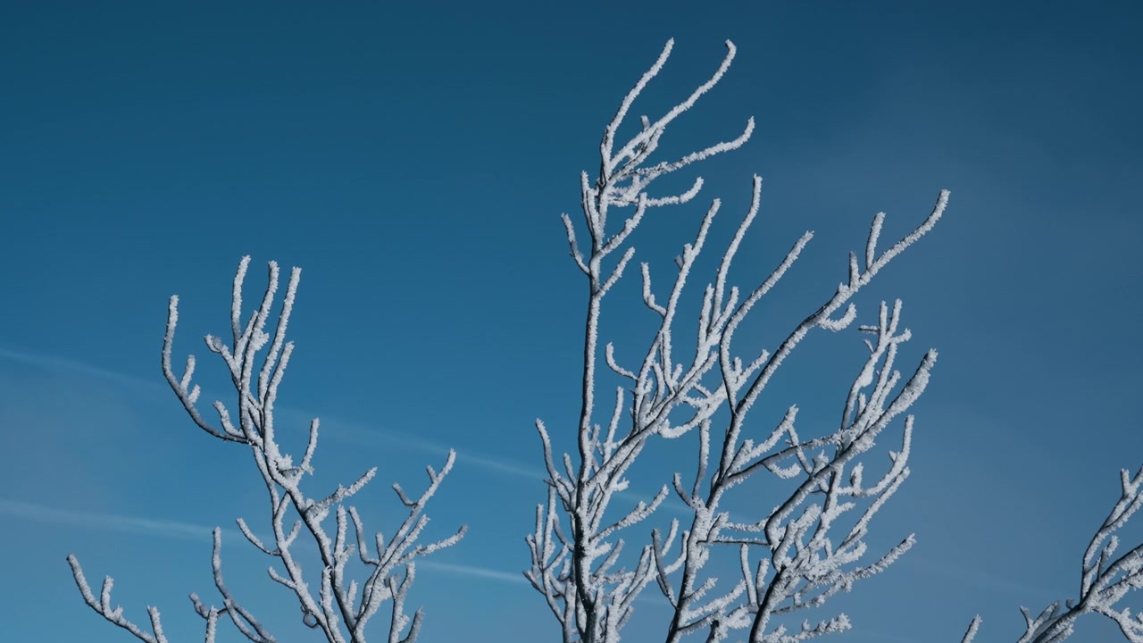 Frosttäckta trädgrenar mot blå himmelsbakgrund