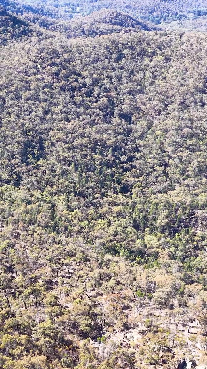 Un'aquila cuneata vola attraverso una vasta foresta di eucalipti nel Parco Nazionale Warrumbungle, Australia