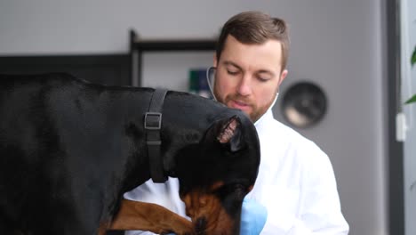 veterinarian examining a doberman
