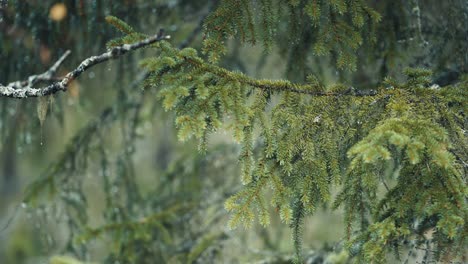 a close-up of the pine tree branches on a rainy day