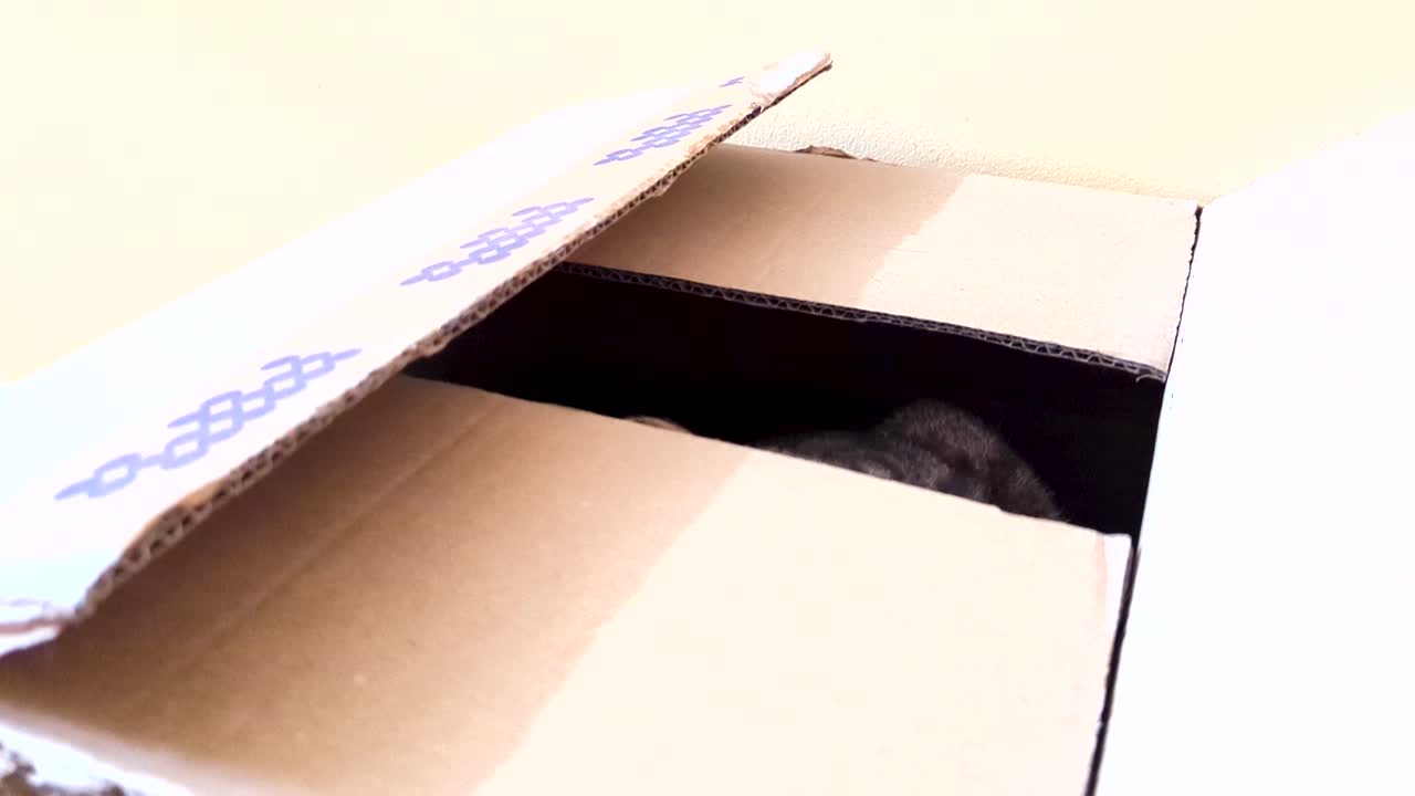 close up view of cute cat inside a cardboard box kitten play Peeking Out flap box doesn&acute;t want to get out