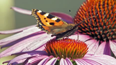 small tortoiseshell butterfly sits on purple cone flower eating pollen and pollinating it