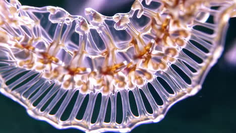 close-up of a translucent organic biological structure