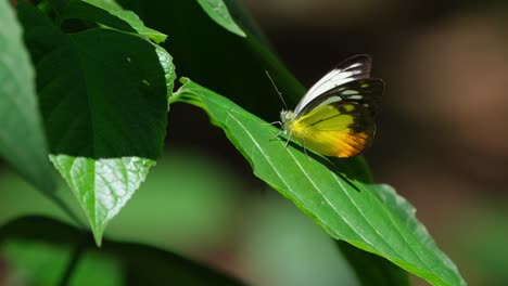 Resting-on-a-leaf,-an-individual-Orange-Gull-Cepora-judith-is-basking-in-the-sunlight-in-the-midst-of-Kaeng-Krachan-National-Park,-Petchaburi-in-Thailand