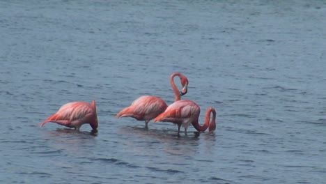 tres flamencos rosados