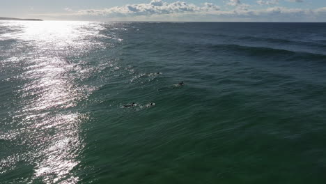 Drone-panning-shot-of-a-group-surfers-paddling-to-the-waves-at-Dolphin-Point