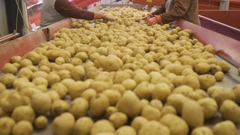 potato harvest. skilled hands sort potatoes on conveyor belt.