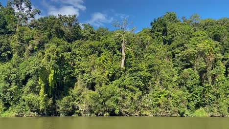 view from the brown waters of the amazon like barron river towards the dense jungle shrouded banks with their tangles of creepers and rich green and lush rain forest in tropical north queensland