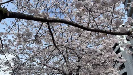 Cherry-blossoms-in-full-bloom-with-modern-buildings-in-the-background,-clear-day