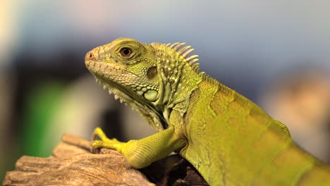 un retrato de una iguana descansando en una rama con un bonito fondo borroso