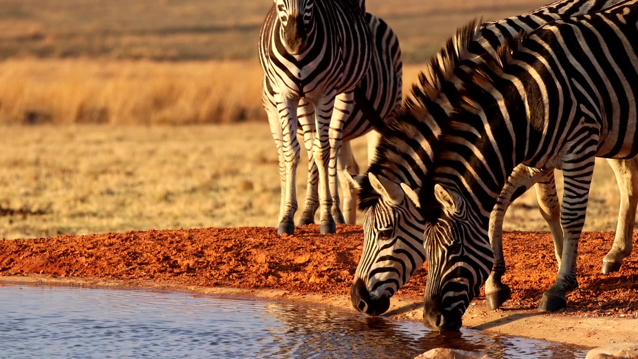 Zebra delle pianure che beve a una pozza d'acqua al tramonto in un paesaggio africano arido, ripresa con teleobiettivo