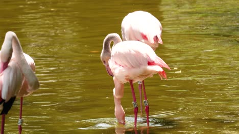 flamingos interacting in a serene park setting