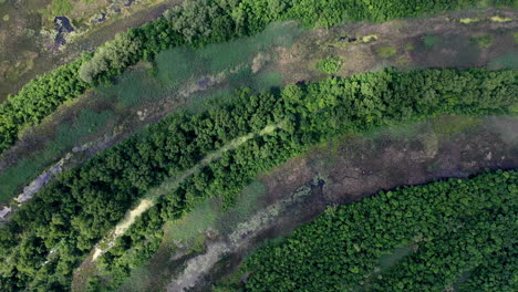 parte superior del bosque textura curva adelante drone tiro
