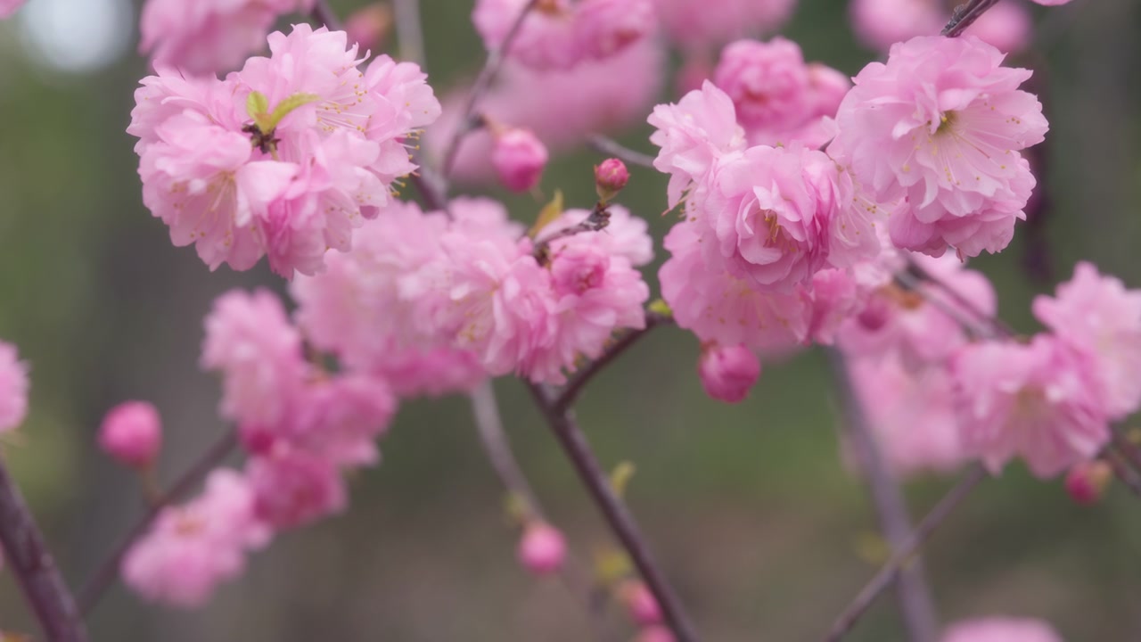 Primo piano di fiori rosa di un ciliegio in fiore in primavera