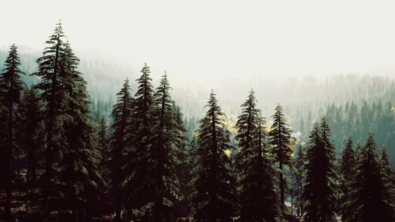 Tall evergreen trees dominate a misty landscape in a serene forest setting