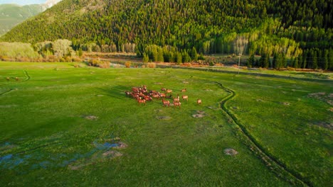 Toma-Aérea-De-Drones-Hd-De-Una-Manada-De-Ciervos-Caminando-Juntos-En-El-Paisaje-Del-Valle-De-Las-Montañas-Rocosas-Con-Un-Exuberante-Campo-De-Hierba-Verde-Durante-La-Hermosa-Puesta-De-Sol