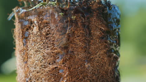 cross section of plant roots being watered on bright sunny day