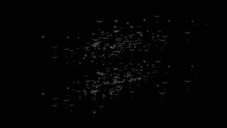 realistic floating dandelion seeds isolated on black green screen background seamlessly loop spring