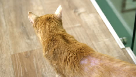 vista de ángulo alto de un gato lindo