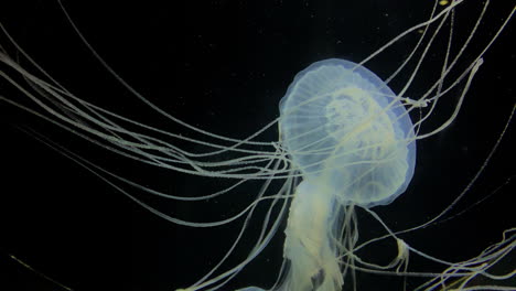 jellyfish - sanderia marayensis -long tentacles of a white jellyfish