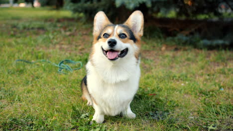 happy pembroke welsh corgi in a park