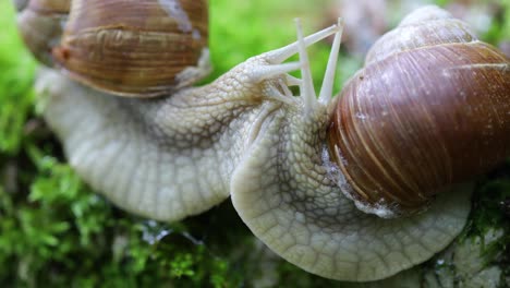 Helix-pomatia-also-Roman-snail,-Burgundy-snail