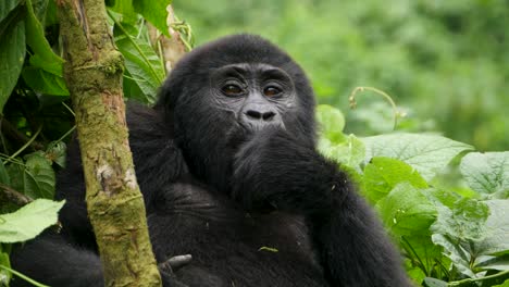 A-close-up-4K-gimbal-shot-of-an-endangered-young-mountain-gorilla,-living-among-their-natural-jungle-habitat,-Bwindi-Impenetrable-Forest-National-Park-of-Uganda,-Africa