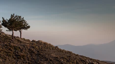 Alpujarras-Trees0