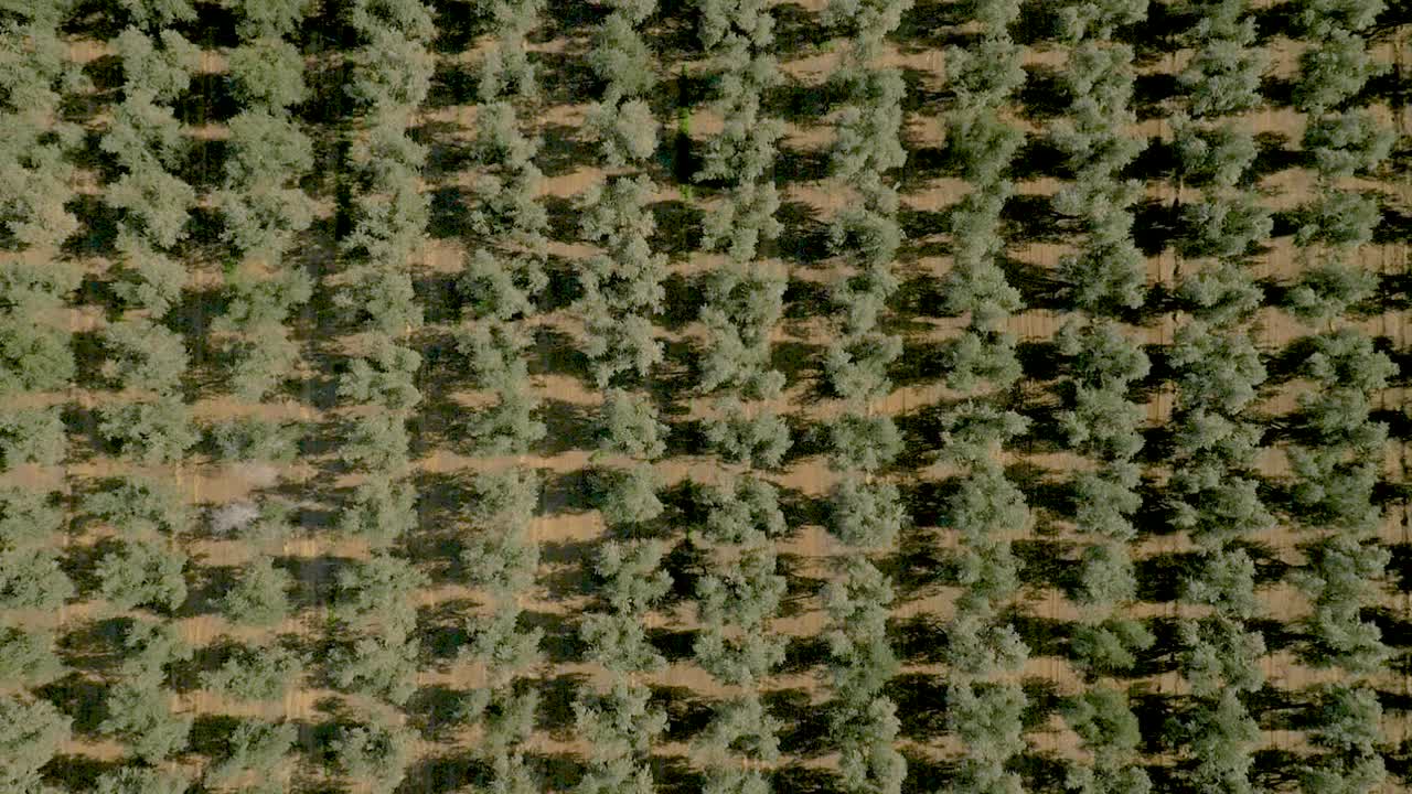 Olive plantation in sunny day. Aerial flying, birds eye