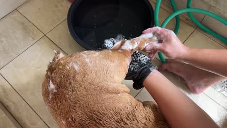 pet owner giving its pet british bulldog a good shower and massage on its beefy leg, keeping its companion dog fresh and healthy