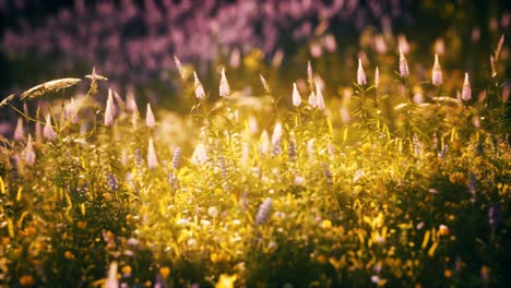 Sonnenuntergang-Im-Wildblumenfeld