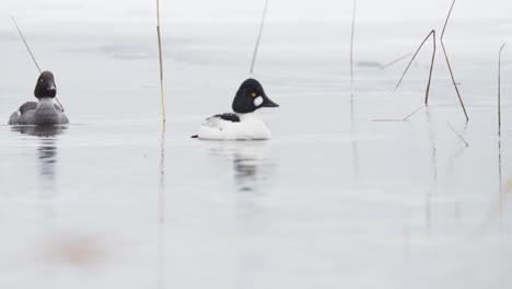 Par-De-Patos-Goldeneye-Nadando-En-El-Lago-Durante-El-Invierno