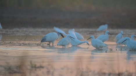 Ibis-De-Cabeza-Negra-Y-Garcetas-Pescando-En-El-Lago-Al-Amanecer.