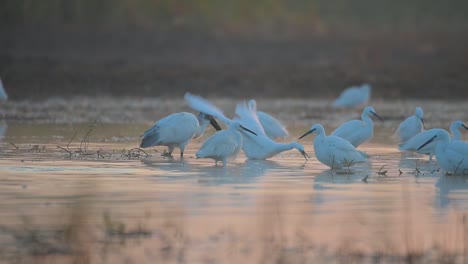 ibis de cabeza negra y pequeñas garzas pescando en el lago al amanecer