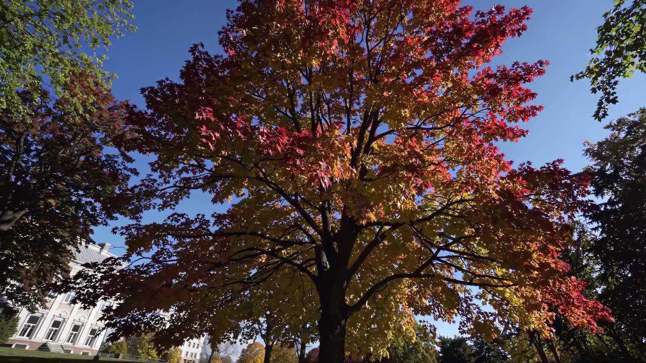 A video captures a low-angle view of a vibrant autumn tree with red and yellow leaves