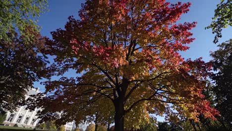 a video captures a low-angle view of a vibrant autumn tree with red and yellow leaves