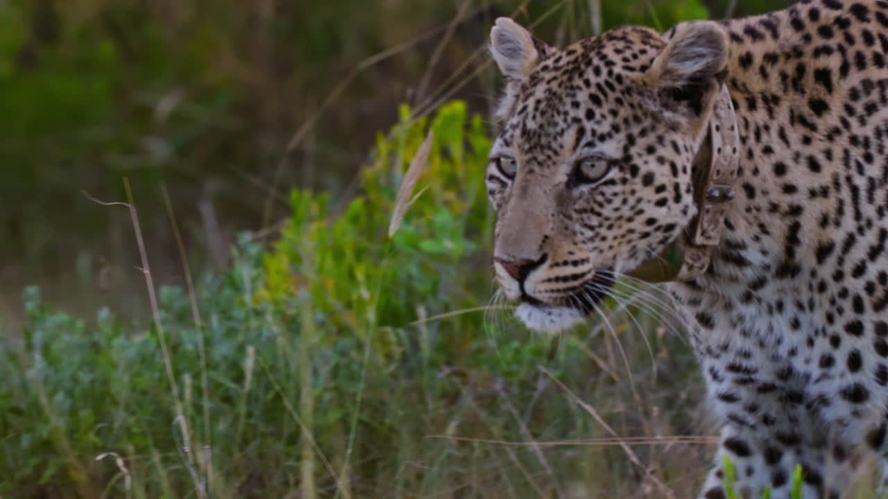 Leopard in African Savanna