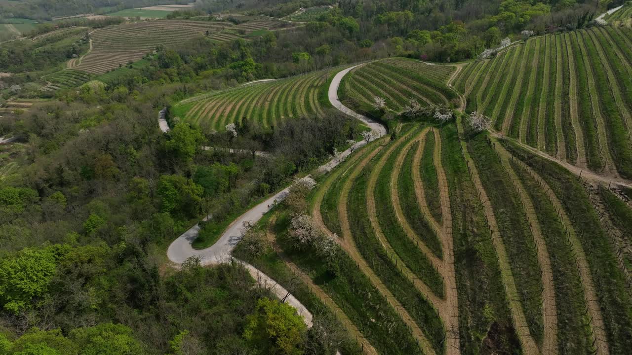 Vineyard Terraces on Green Mountain Slope - Vipava, Slovenia - Aerial