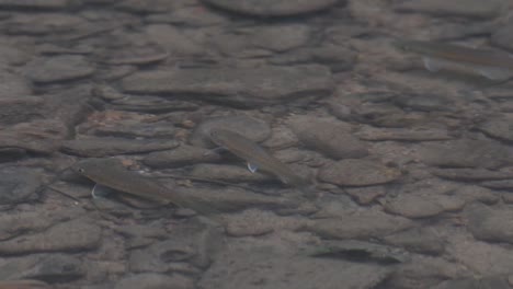 Fishes-in-the-stream-of-Kaeng-Krachan-National-Park-in-Thailand