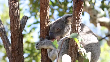 a koala is sleeping on a tree