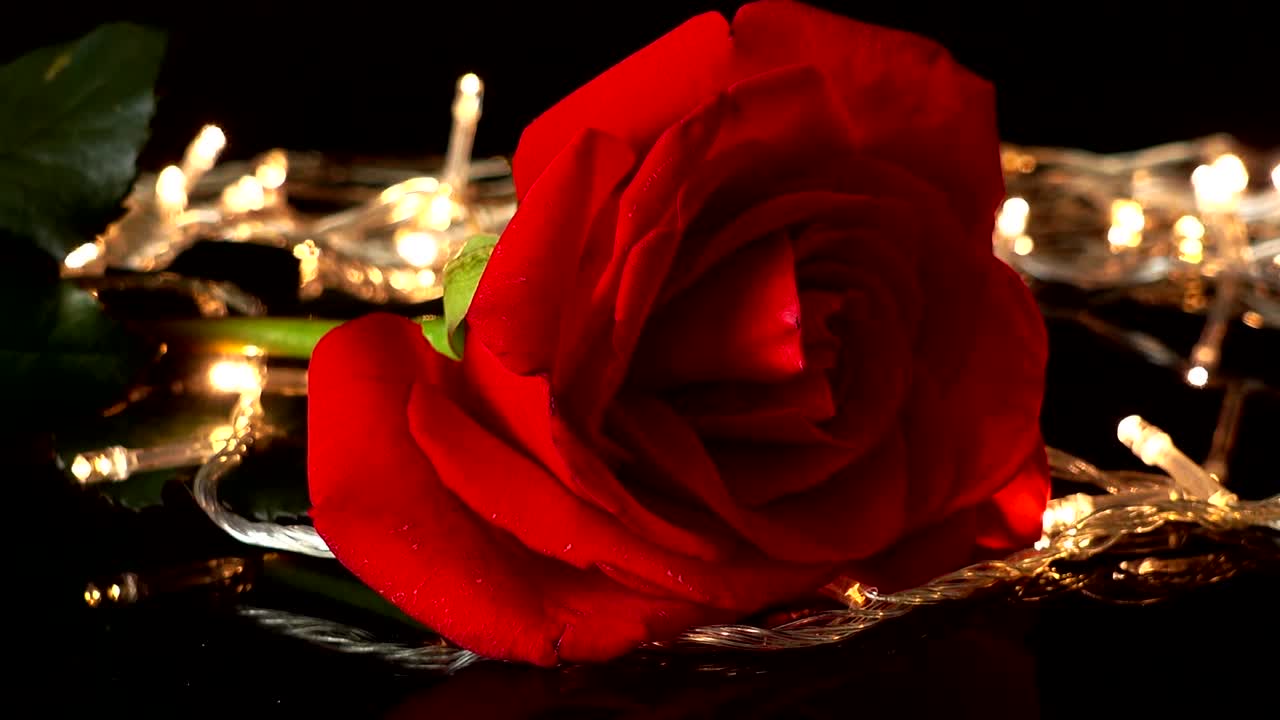 Rose vor dem Hintergrund heller Lichterketten