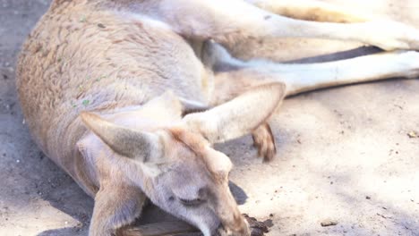 袋鼠在野生動物保護區的地面休息,近距離拍攝澳洲本地動物物種