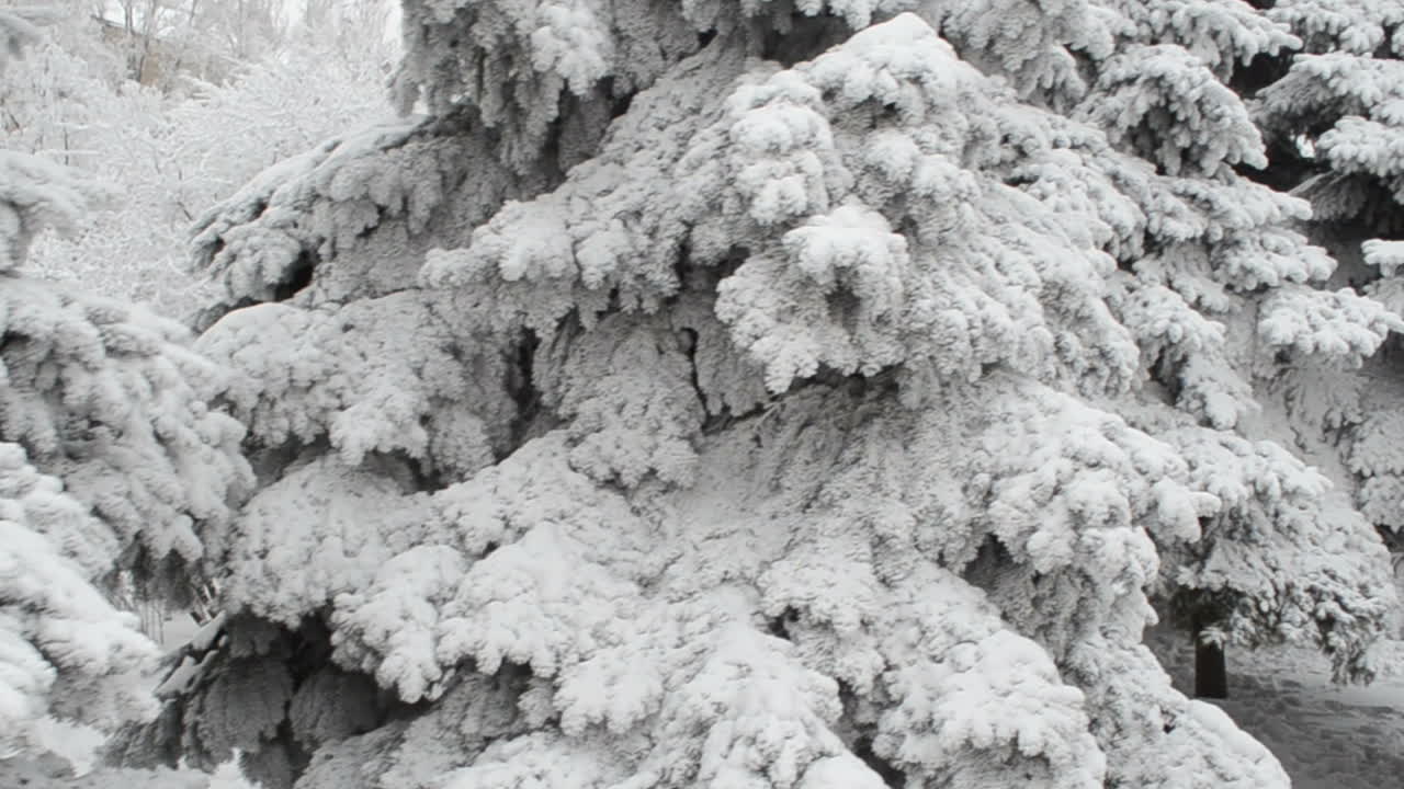 Die Tanne im Winter, viel Schnee. Schnee-Winter