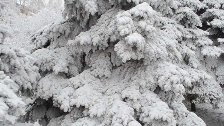 Die Tanne im Winter, viel Schnee. Schnee-Winter