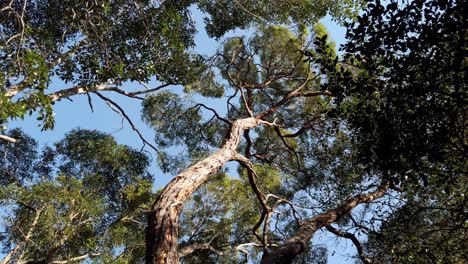 walking and looking up into treetops at rainforest against blue sky