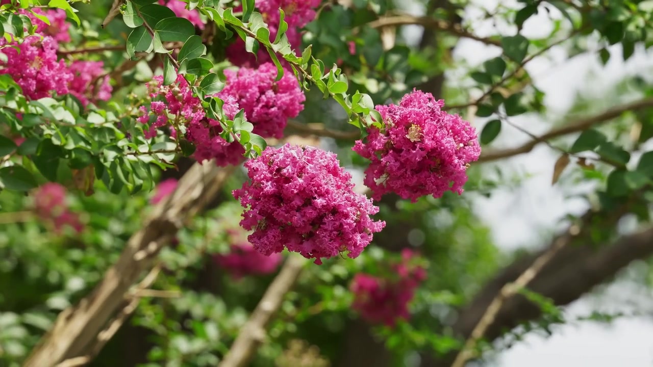 Hanging Clusters of Deep Pink Crape Myrtle Flowers on Tree Branches (4K)